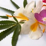Les fleurs de CBD les plus rares et leurs propriétés uniques