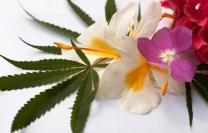 Lire la suite à propos de l’article Les fleurs de CBD les plus rares et leurs propriétés uniques